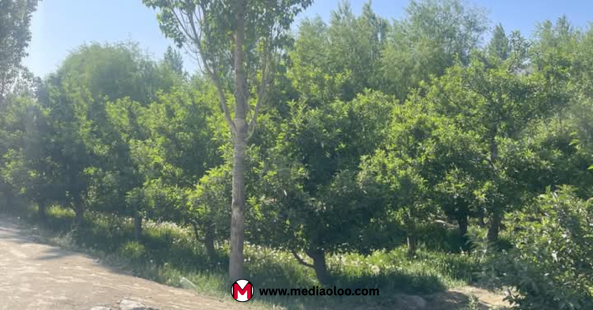 Things to do in Babur's Gardens, Afghanistan